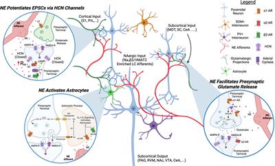 Dysregulated neuromodulation in the anterior cingulate cortex in chronic pain